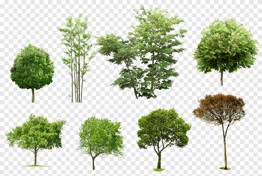 Деревья и растения для archicad [50 качественных символов]