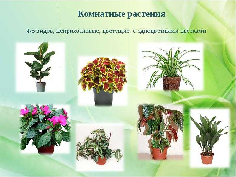 15 тропических растений для дома с фото, названиями и описанием