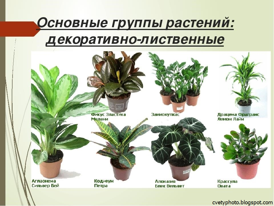 Описание растения