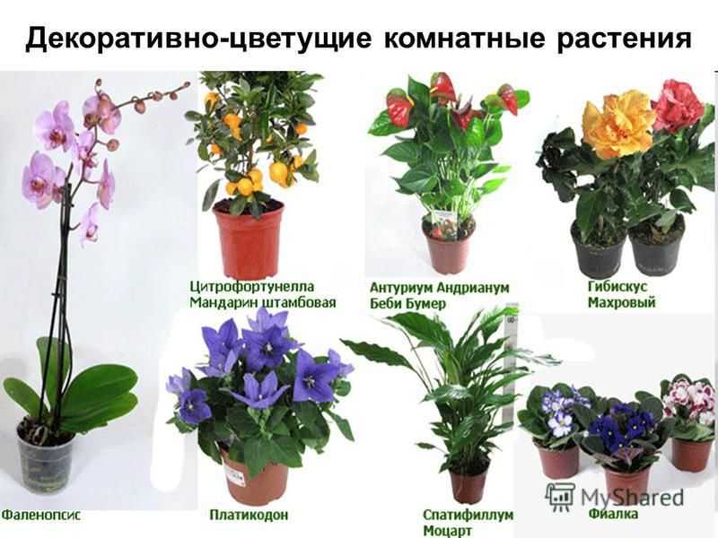Комнатные цветы (100 фото) - каталог с названиями и описаниями | огородникам инфо