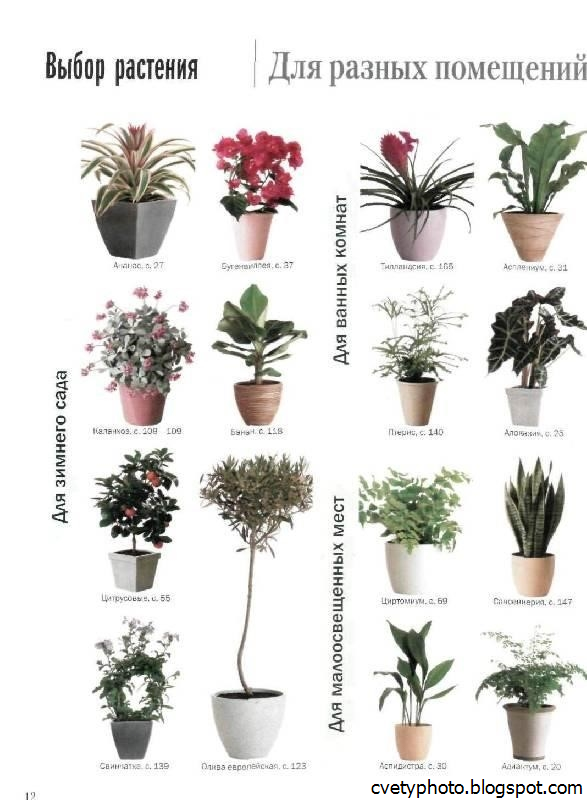 3d модели  Комнатные растения  Растения Каталог 3d Моделей  Для 3d Max И Других