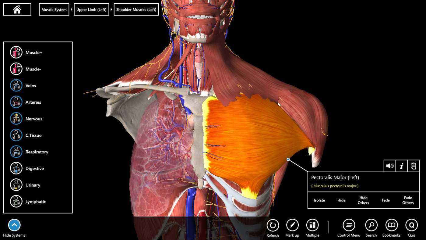 3d модели анатомии человека, вы можете скачать бесплатно с нашего сайта Анатомические модели 3д,  могут быть вами использованы по средствам 3ds Max