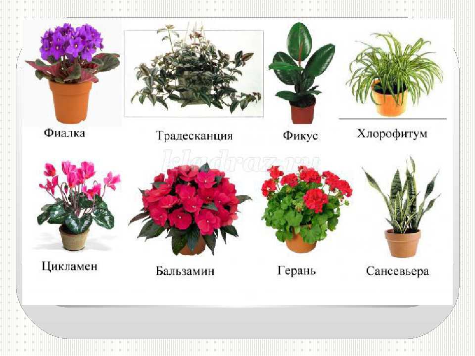Выбираем растения для флорариума