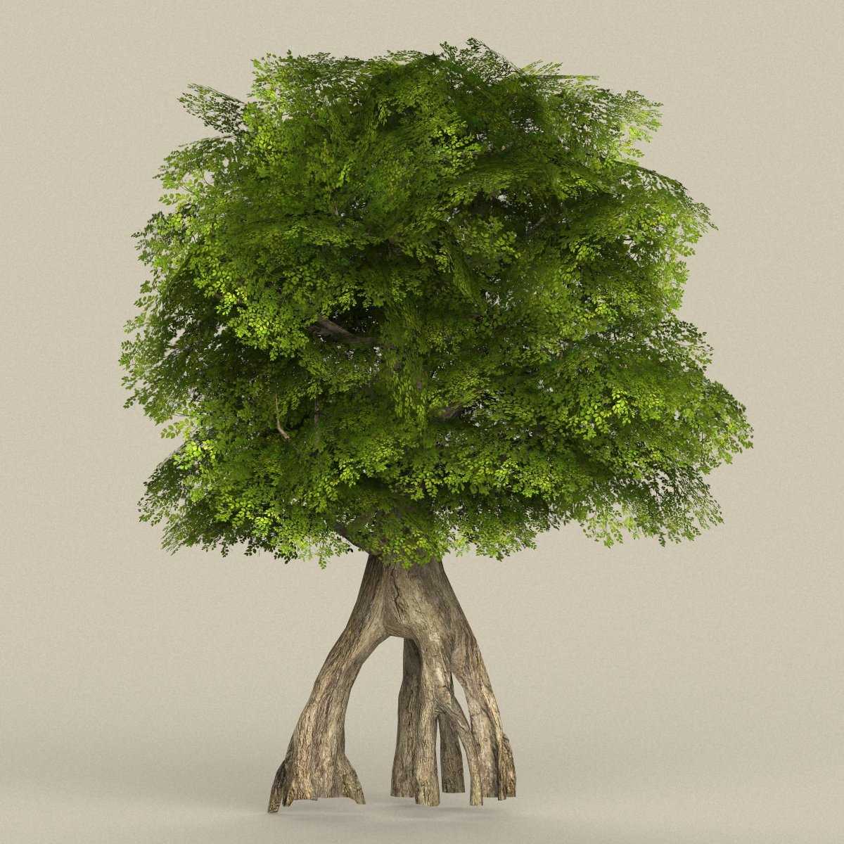 Sketchup plants, trees, and shrubs archive
sketchup plants, trees, and shrubs archive