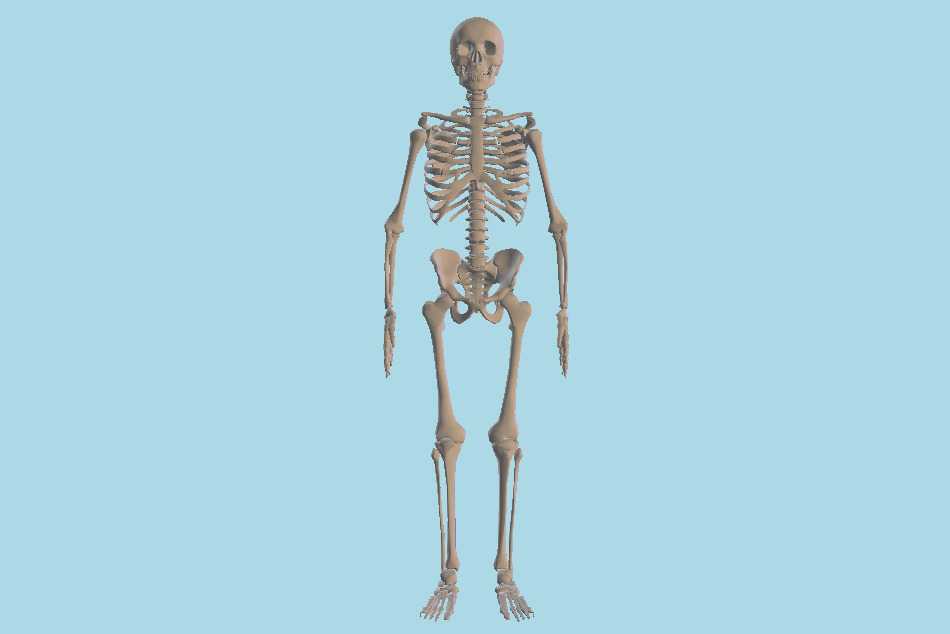 Три д скелет человека. Скелет человека 3д модель. Скелет человека 3d. Скелет человека 3d модель. Виртуальная модель скелета.