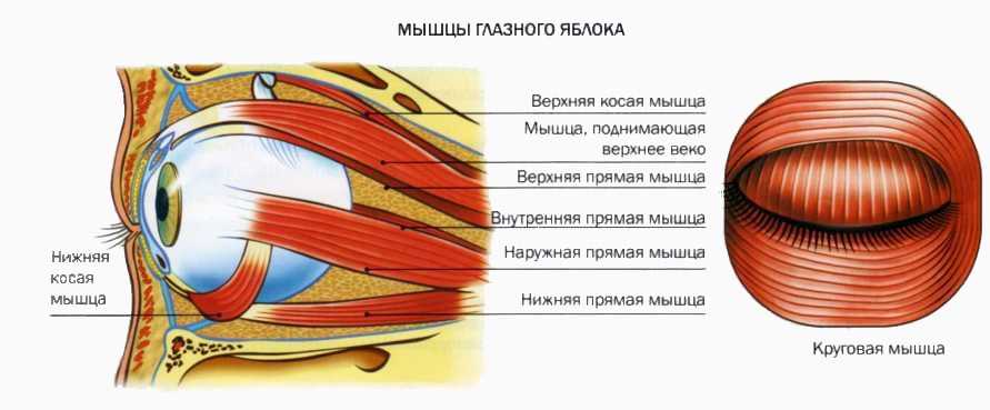 Вспомогательный аппарат глазного яблока схема