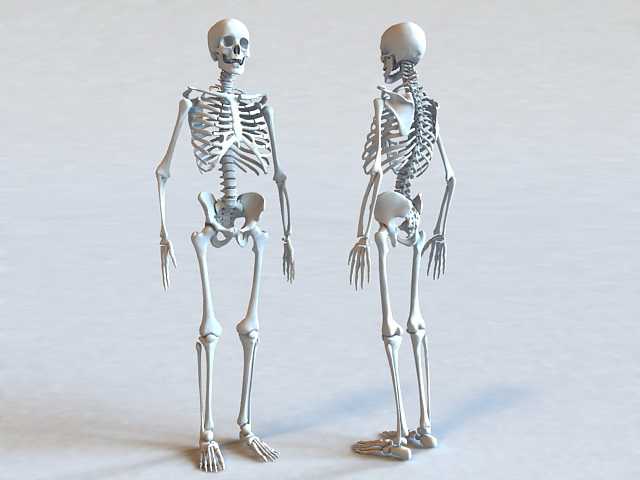 Bone 3d. 3ds Max скелет человека модель. Скелет 3д анатомия. Скелет 3d анатомия. Человек анатомия кости 3д.
