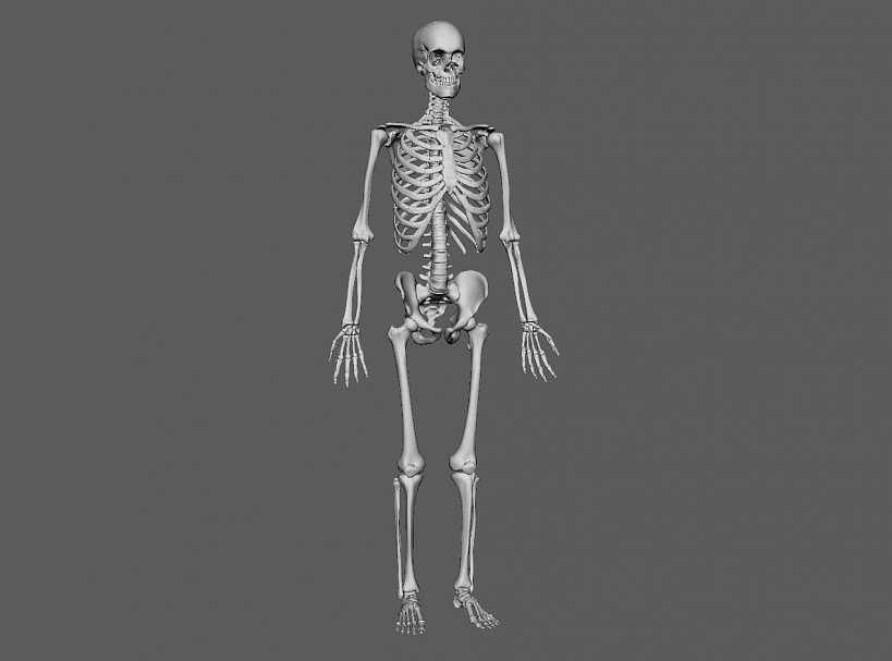 Три д скелет человека. Скелет человека. Модель скелета. Скелет для моделирования. Женский скелет.
