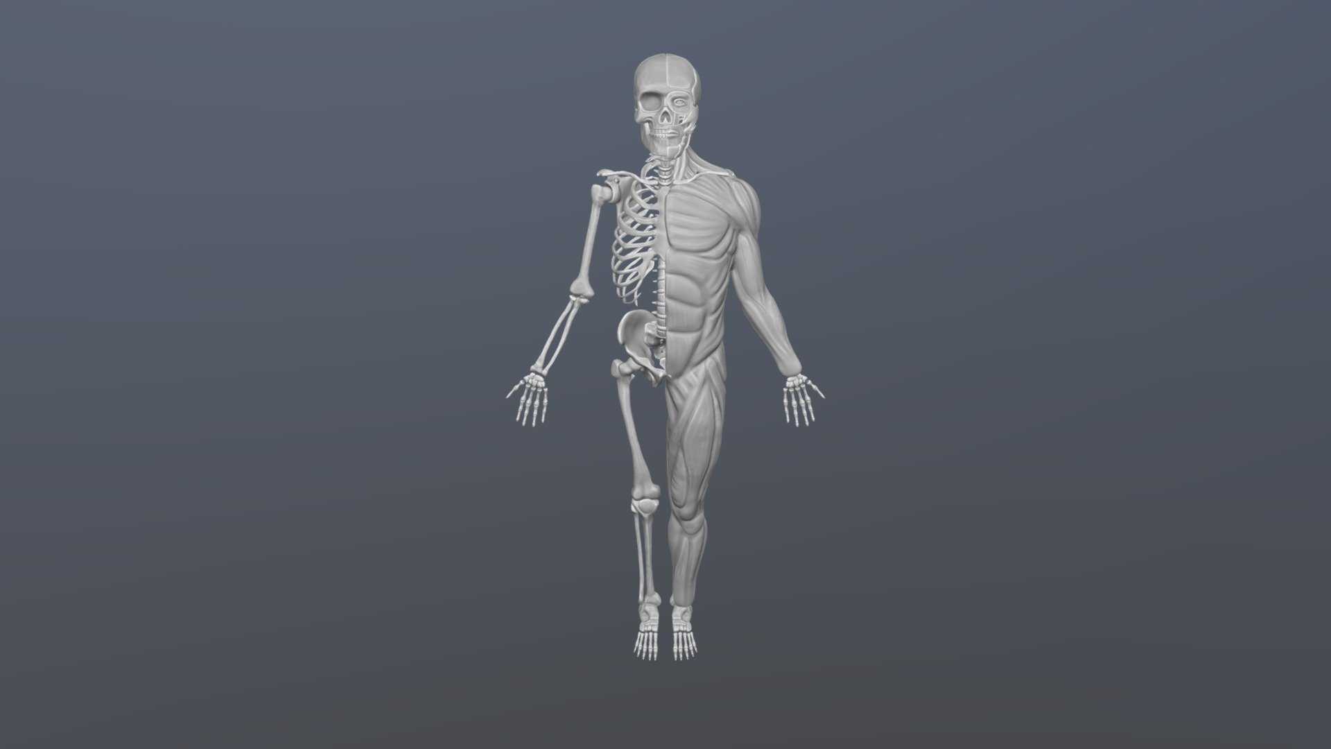 Страдающий скелет. Скелет человека. Скелет человека 3d модель.