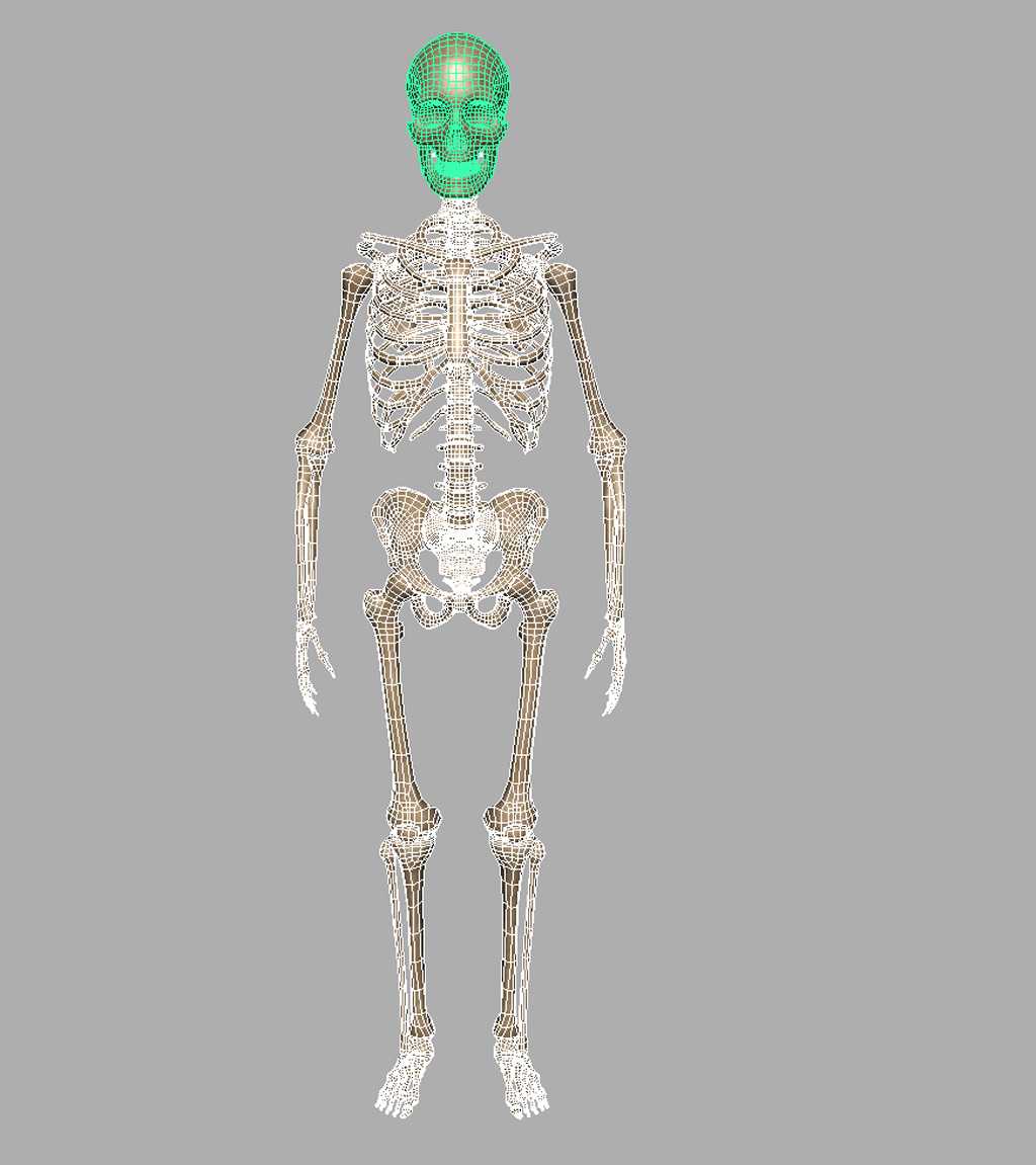 Три д скелет человека. Макет скелета человека. Скелет для моделирования. Модель скелета для 3д принтера. 3д моделирование скелета.