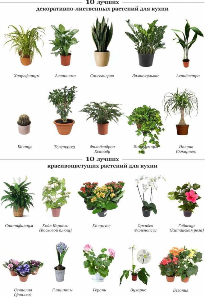 Качественных каталог широкоформатных текстур комнатных растений 2d Текстуры вазонов – бесплатно