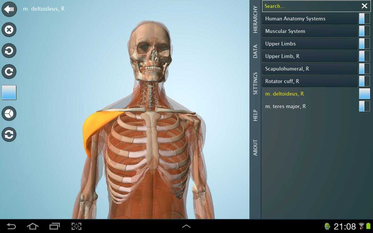 Лучшее 3d анатомическое программное обеспечение для windows [руководство по 2020] - gadgetshelp,com