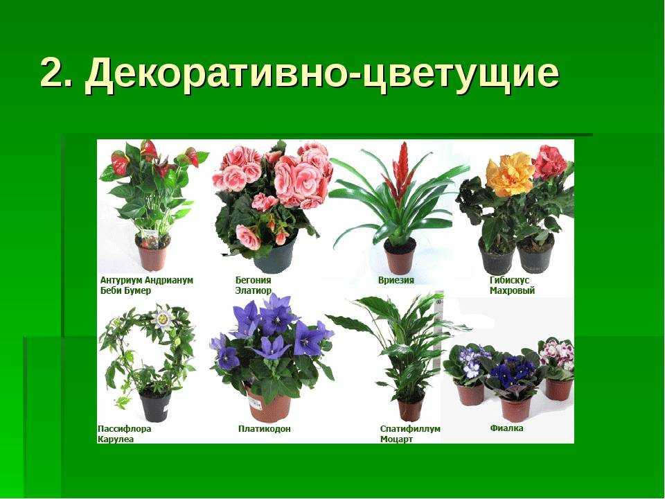 Урок 28 | §55. технологии флористики. комнатные растения в интерьере
