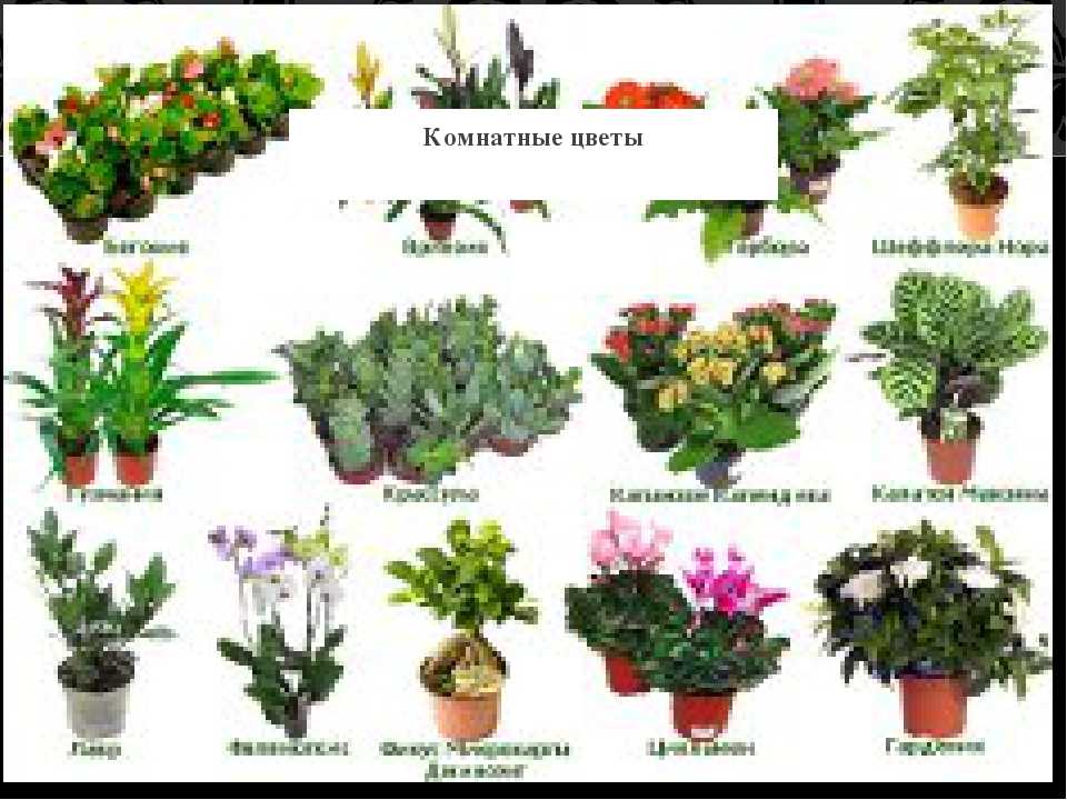 Выбираем растения для флорариума. какие растения посадить в террариуме? список, фото — ботаничка.ru