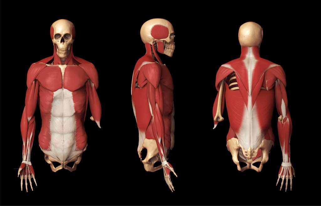 Бесплатная анатомия 3d бесплатное