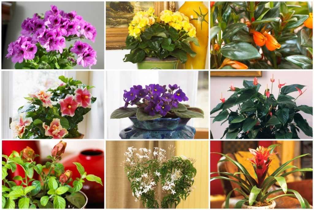 15 красивых тропических комнатных растений: с фото и описанием