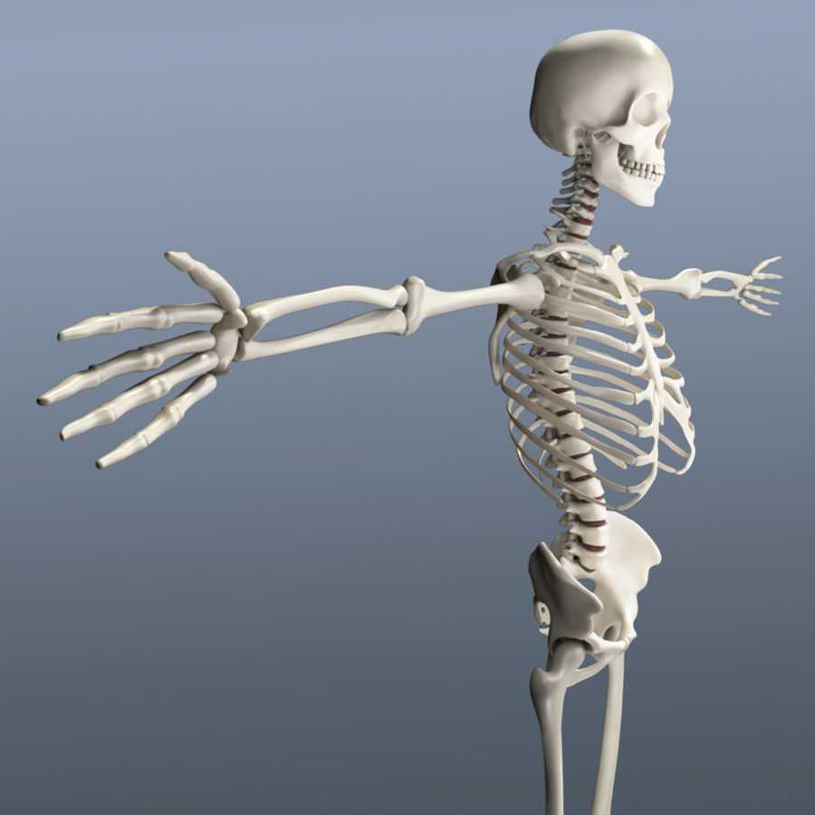Включи скелет 3. Скелет. Человеческий скелет. Скелет человека 3д модель. Скелет человека 3d модель.