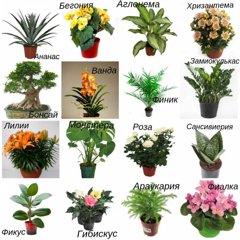 Комнатные цветы - фото и названия, каталог лучших комнатных растений